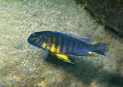 Tropheops sp. 'red cheek north' Makonde
